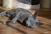 Dumny Kot*PL, Norwegian Forest Cat and Russian Blue cattery