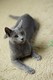 Dumny Kot*PL, Norwegian Forest Cat and Russian Blue cattery