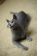 Dumny Kot*PL, Norwegian Forest Cat and Russian Blue cattery