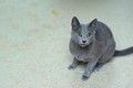 Dumny Kot*PL, Norwegian Forest Cat and Russian Blue cattery