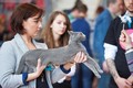 Dumny Kot*PL, Norwegian Forest Cat and Russian Blue cattery