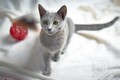 Dumny Kot*PL, Norwegian Forest Cat and Russian Blue cattery