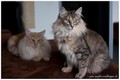 Dumny Kot*PL, Norwegian Forest Cat and Russian Blue cattery