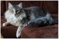 Dumny Kot*PL, Norwegian Forest Cat and Russian Blue cattery