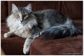 Dumny Kot*PL, Norwegian Forest Cat and Russian Blue cattery