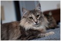 Dumny Kot*PL, Norwegian Forest Cat and Russian Blue cattery