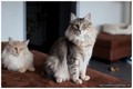 Dumny Kot*PL, Norwegian Forest Cat and Russian Blue cattery