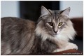 Dumny Kot*PL, Norwegian Forest Cat and Russian Blue cattery