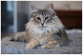 Dumny Kot*PL, Norwegian Forest Cat and Russian Blue cattery