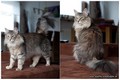 Dumny Kot*PL, Norwegian Forest Cat and Russian Blue cattery