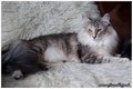 Dumny Kot*PL, Norwegian Forest Cat and Russian Blue cattery