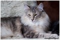 Dumny Kot*PL, Norwegian Forest Cat and Russian Blue cattery