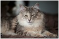 Dumny Kot*PL, Norwegian Forest Cat and Russian Blue cattery