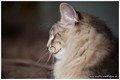 Dumny Kot*PL, Norwegian Forest Cat and Russian Blue cattery