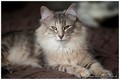 Dumny Kot*PL, Norwegian Forest Cat and Russian Blue cattery