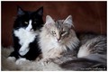 Dumny Kot*PL, Norwegian Forest Cat and Russian Blue cattery