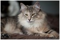 Dumny Kot*PL, Norwegian Forest Cat and Russian Blue cattery