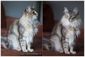 Dumny Kot*PL, Norwegian Forest Cat and Russian Blue cattery