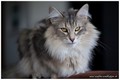 Dumny Kot*PL, Norwegian Forest Cat and Russian Blue cattery