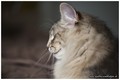 Dumny Kot*PL, Norwegian Forest Cat and Russian Blue cattery