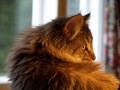 Dumny Kot*PL, Norwegian Forest Cat and Russian Blue cattery