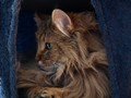 Dumny Kot*PL, Norwegian Forest Cat and Russian Blue cattery