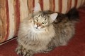 Dumny Kot*PL, Norwegian Forest Cat and Russian Blue cattery