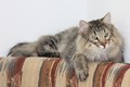 Dumny Kot*PL, Norwegian Forest Cat and Russian Blue cattery