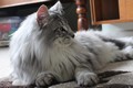 Dumny Kot*PL, Norwegian Forest Cat and Russian Blue cattery