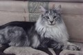 Dumny Kot*PL, Norwegian Forest Cat and Russian Blue cattery