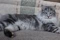 Dumny Kot*PL, Norwegian Forest Cat and Russian Blue cattery