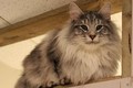 Dumny Kot*PL, Norwegian Forest Cat and Russian Blue cattery