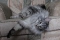 Dumny Kot*PL, Norwegian Forest Cat and Russian Blue cattery