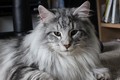 Dumny Kot*PL, Norwegian Forest Cat and Russian Blue cattery