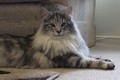 Dumny Kot*PL, Norwegian Forest Cat and Russian Blue cattery