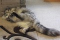 Dumny Kot*PL, Norwegian Forest Cat and Russian Blue cattery