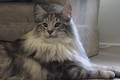 Dumny Kot*PL, Norwegian Forest Cat and Russian Blue cattery