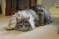 Dumny Kot*PL, Norwegian Forest Cat and Russian Blue cattery