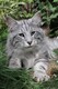 Dumny Kot*PL, Norwegian Forest Cat and Russian Blue cattery