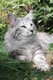 Dumny Kot*PL, Norwegian Forest Cat and Russian Blue cattery