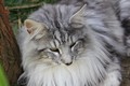 Dumny Kot*PL, Norwegian Forest Cat and Russian Blue cattery