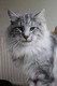 Dumny Kot*PL, Norwegian Forest Cat and Russian Blue cattery