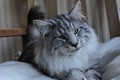 Dumny Kot*PL, Norwegian Forest Cat and Russian Blue cattery