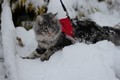 Dumny Kot*PL, Norwegian Forest Cat and Russian Blue cattery