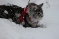 Dumny Kot*PL, Norwegian Forest Cat and Russian Blue cattery