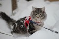 Dumny Kot*PL, Norwegian Forest Cat and Russian Blue cattery