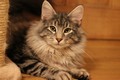 Dumny Kot*PL, Norwegian Forest Cat and Russian Blue cattery