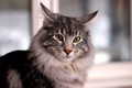 Dumny Kot*PL, Norwegian Forest Cat and Russian Blue cattery