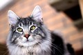 Dumny Kot*PL, Norwegian Forest Cat and Russian Blue cattery