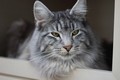 Dumny Kot*PL, Norwegian Forest Cat and Russian Blue cattery